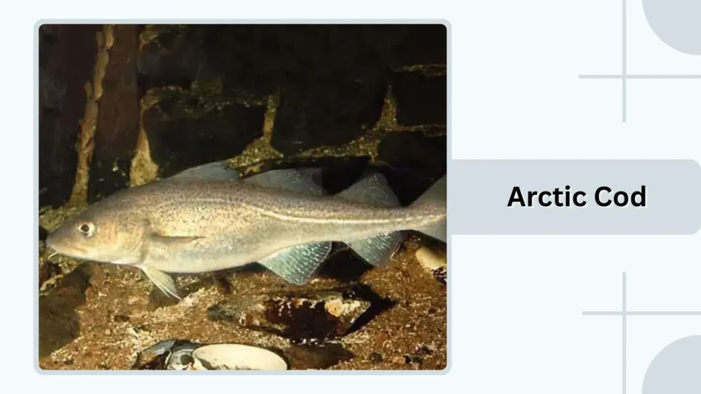 Arctic Cod
