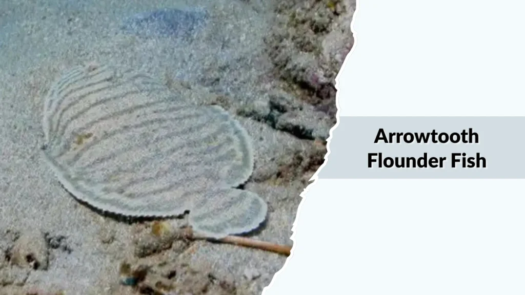 Arrowtooth Flounder Fish