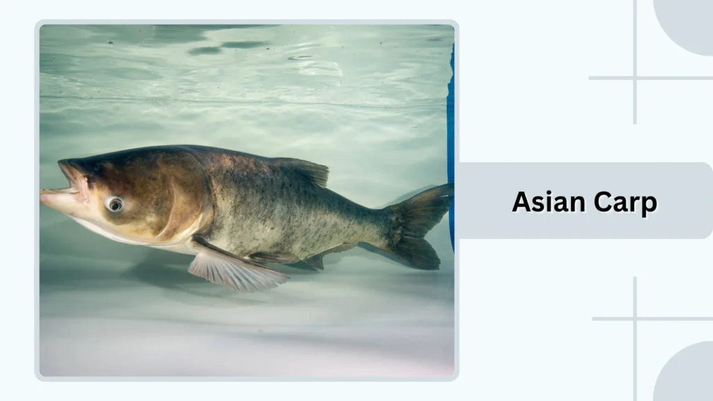 Asian Carp