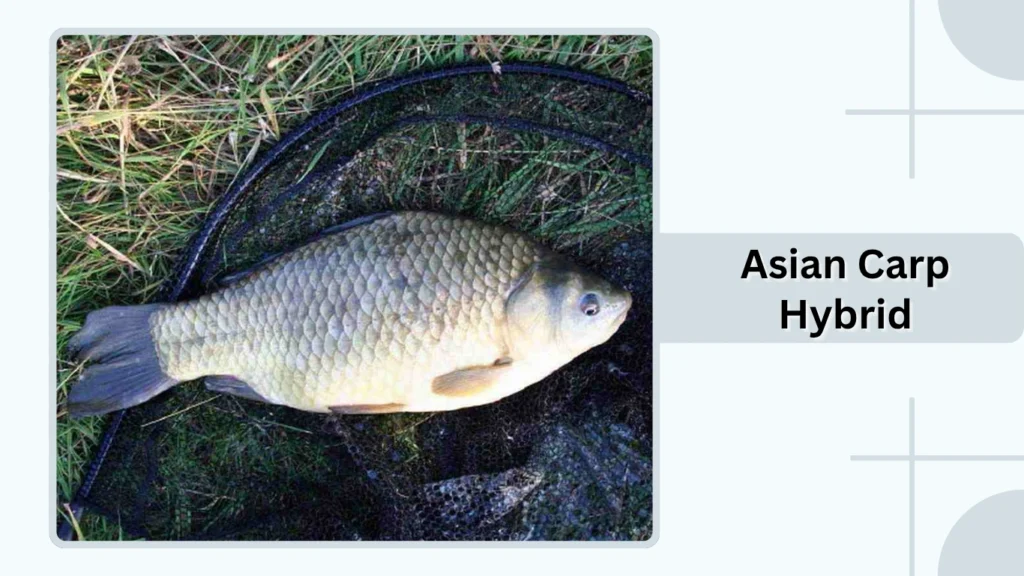 Asian Carp Hybrid