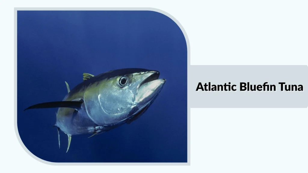 Atlantic Bluefin Tuna