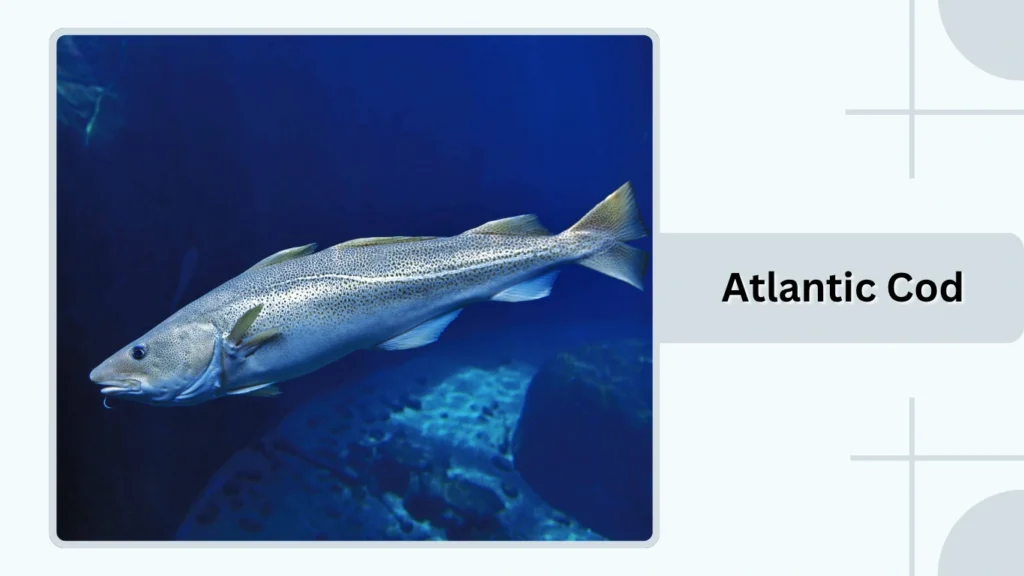 Atlantic Cod