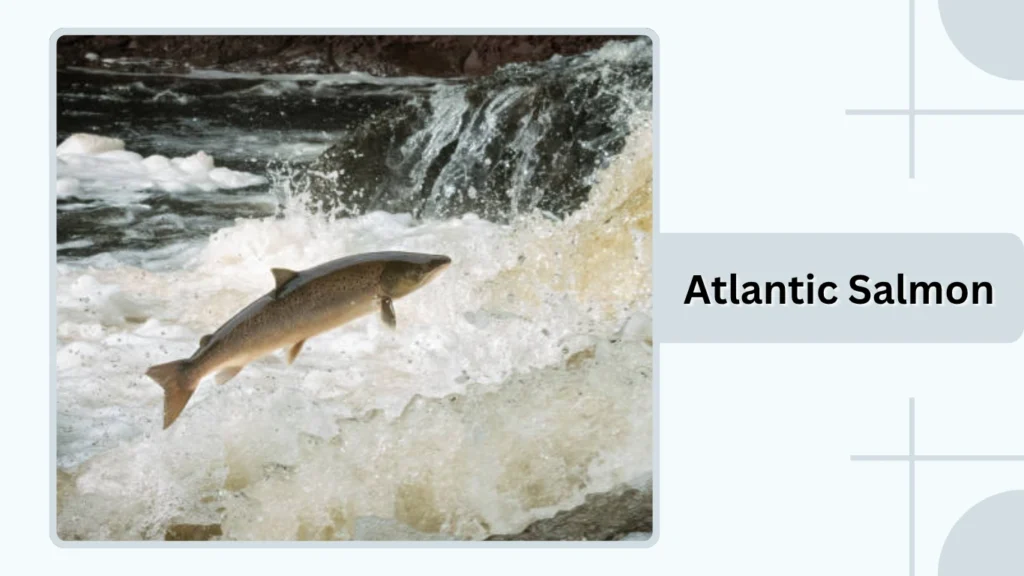 Atlantic Salmon