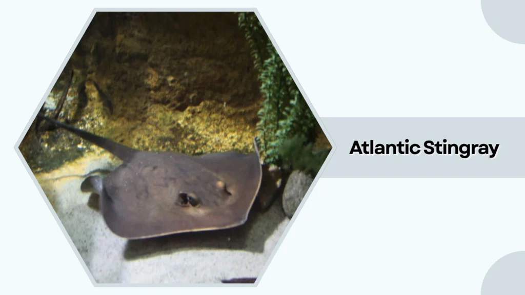 Atlantic Stingray