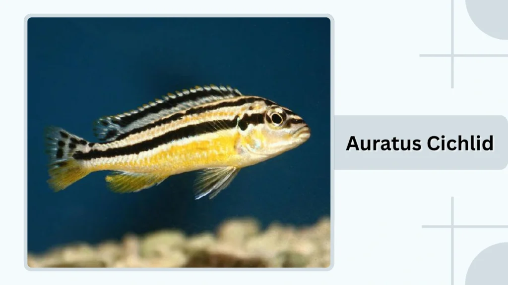 Auratus Cichlid