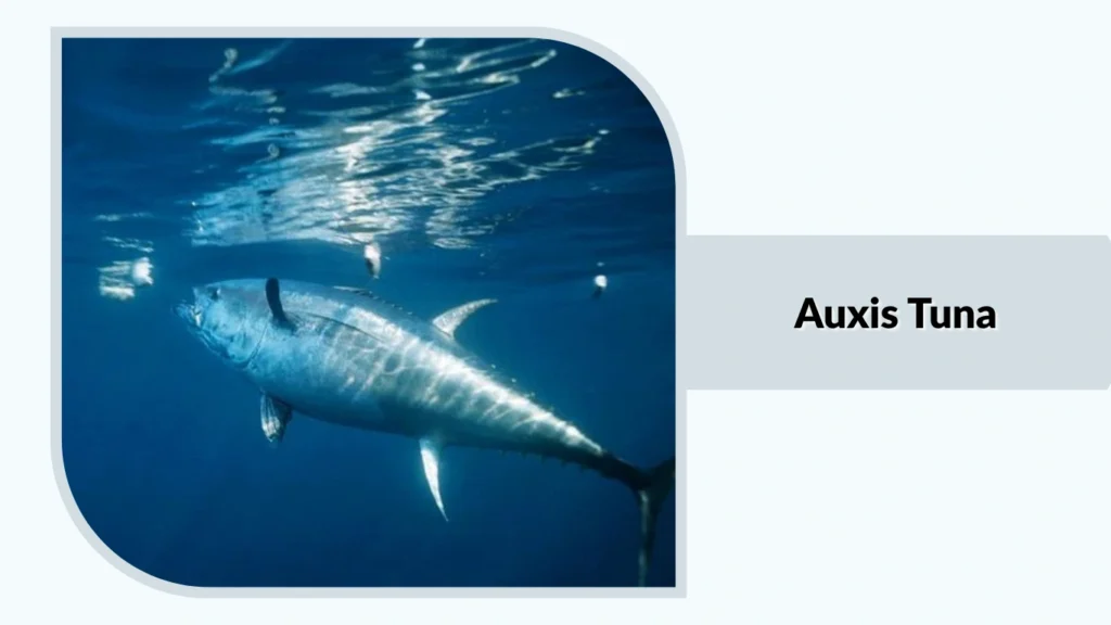 Auxis Tuna