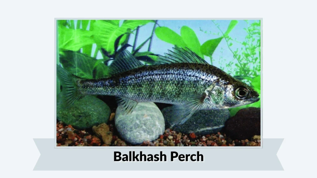 Balkhash Perch
