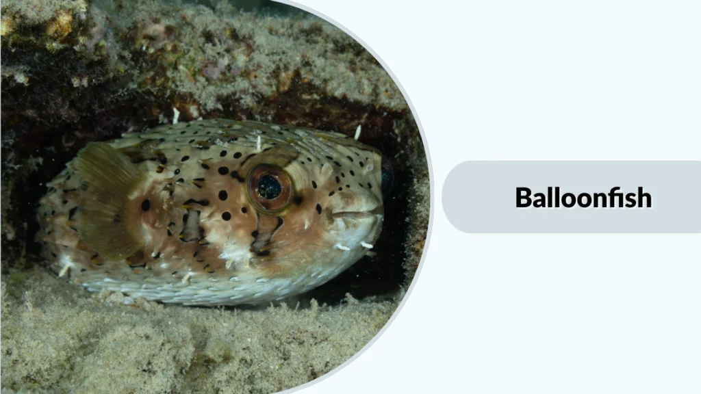 Balloonfish