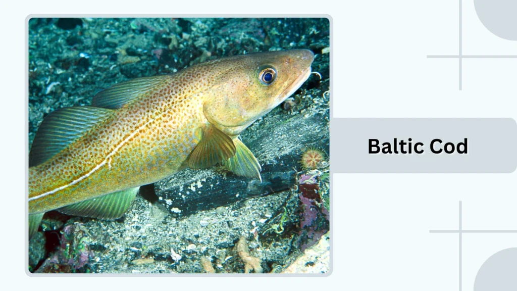 Baltic Cod