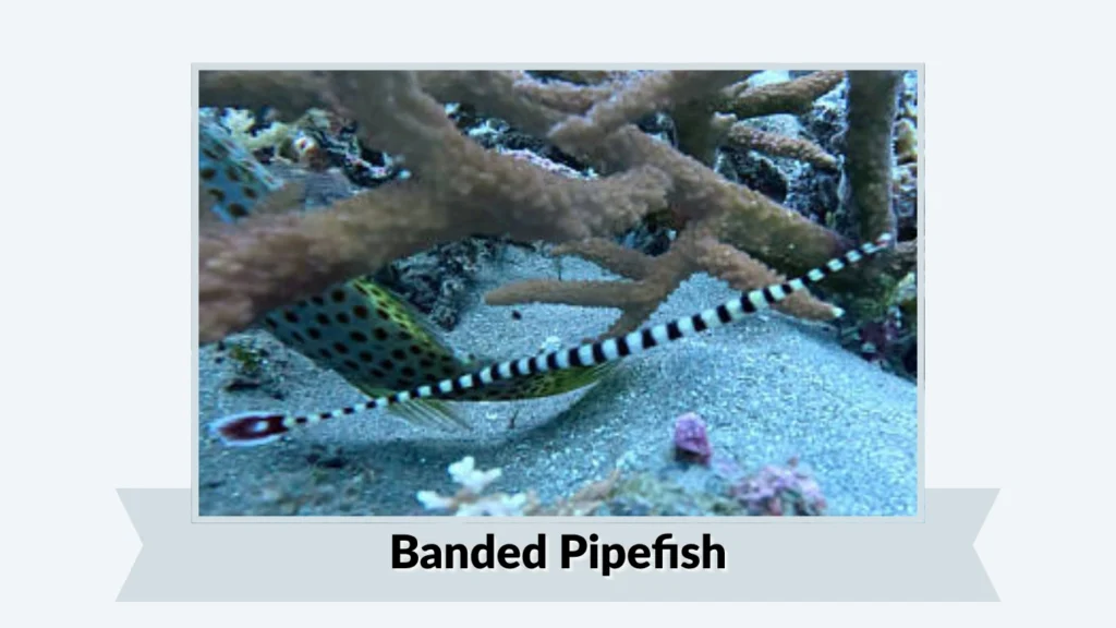 Banded Pipefish