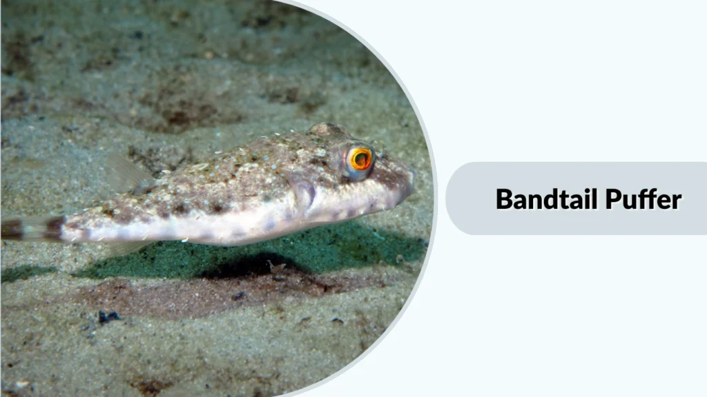 Bandtail Puffer