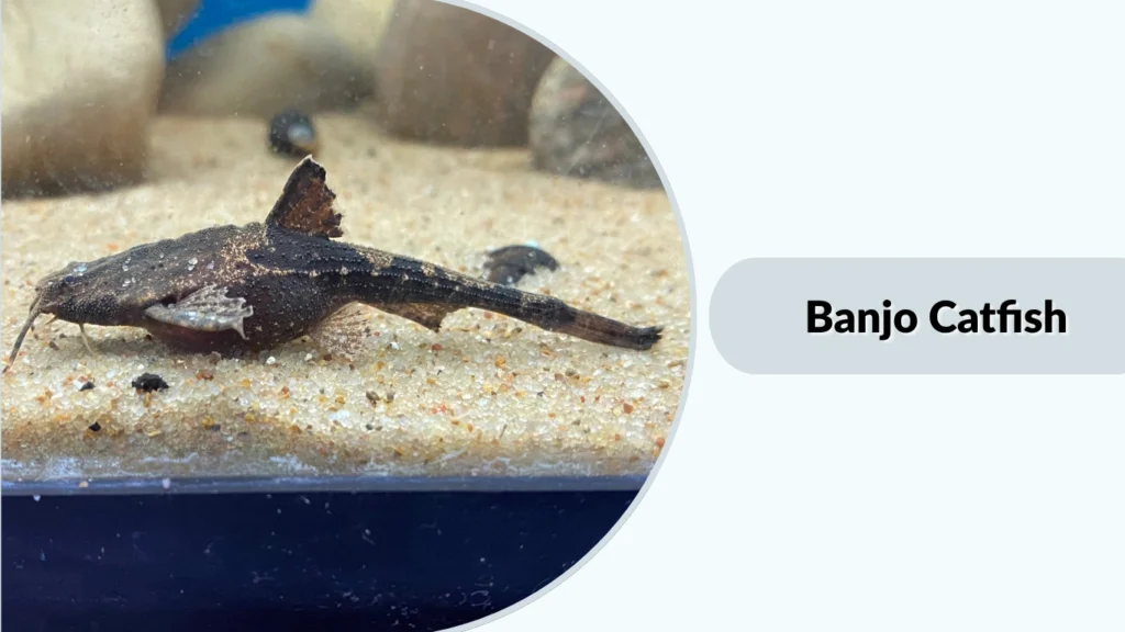 Banjo Catfish