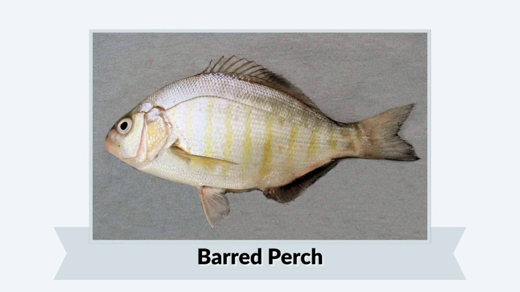 Barred Perch