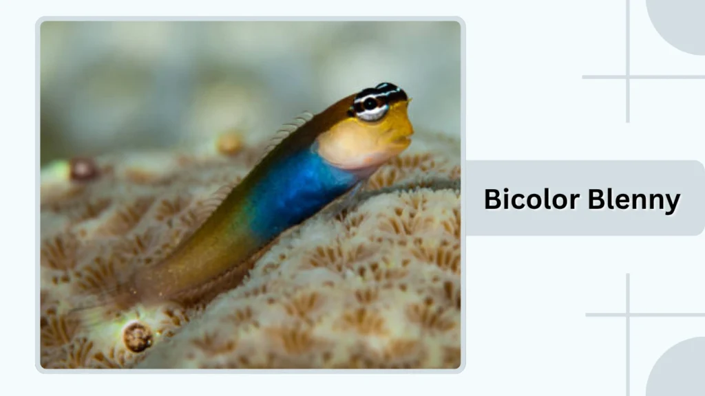 Bicolor Blenny