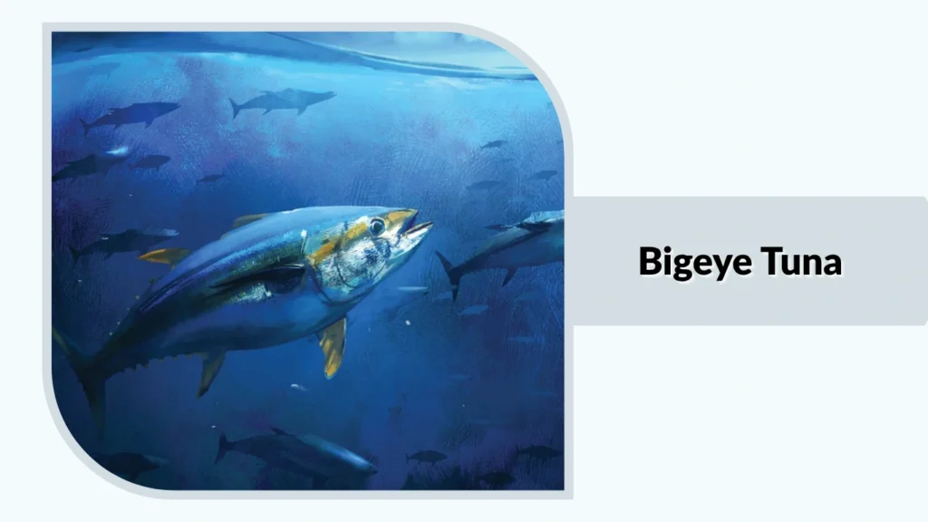 Bigeye Tuna