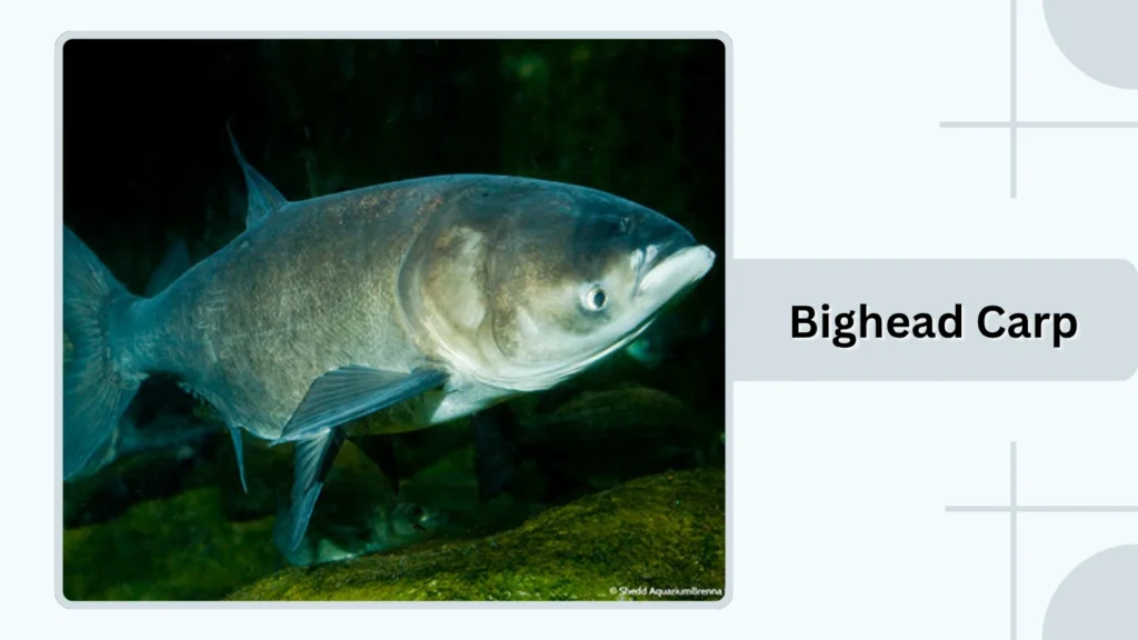 Bighead Carp