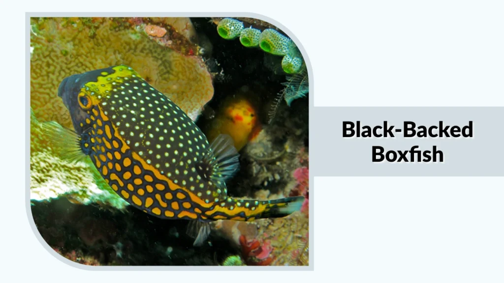 Black-Backed Boxfish