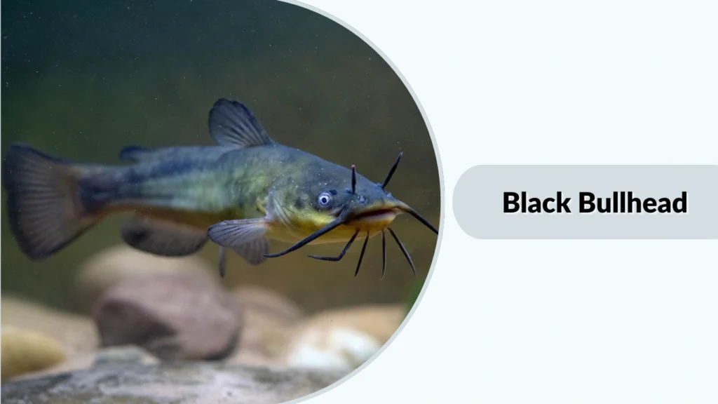Black Bullhead