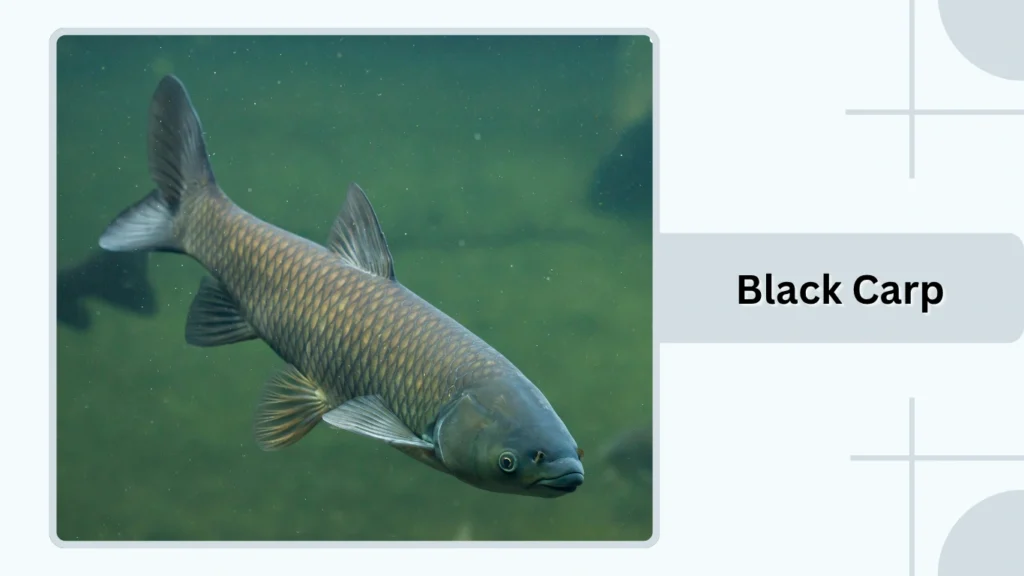 Black Carp