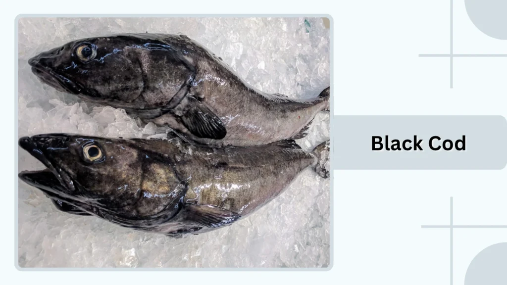 Black Cod