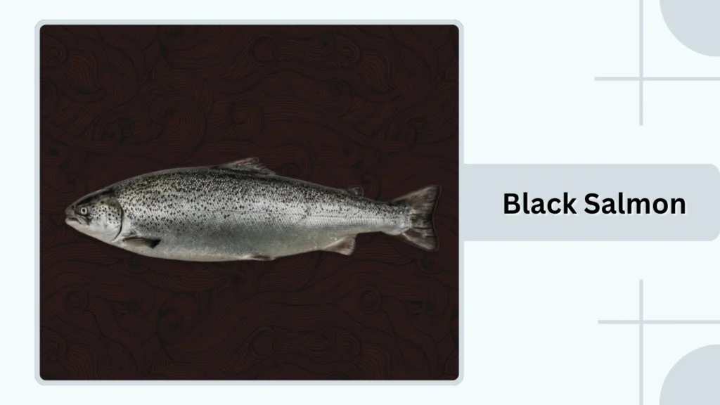 Black Salmon