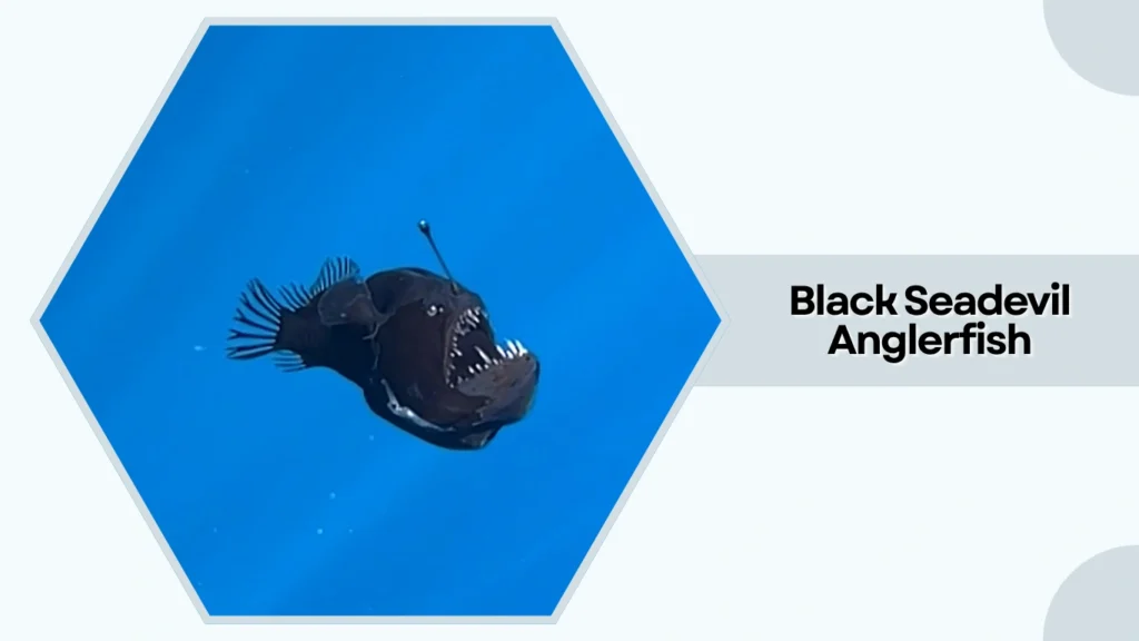 Black Seadevil Anglerfish
