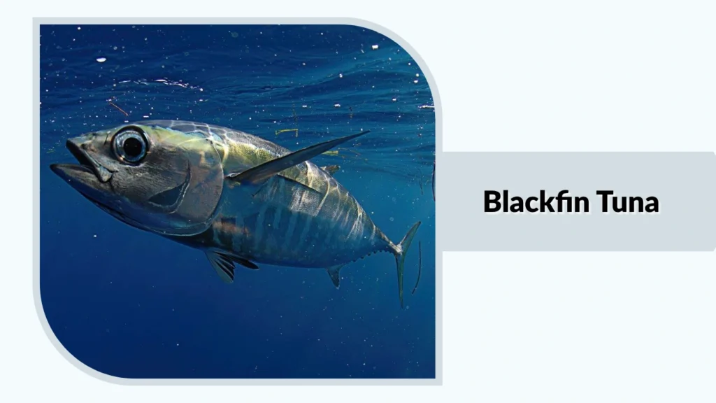Blackfin Tuna