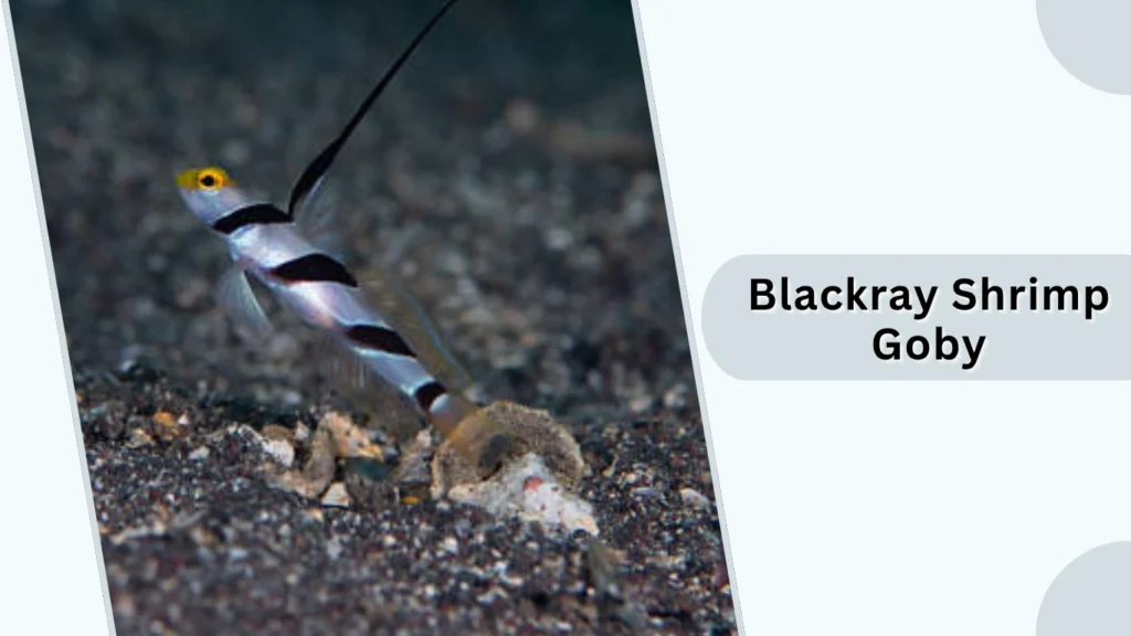 Blackray Shrimp Goby