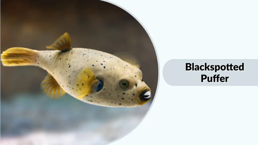 Blackspotted Puffer