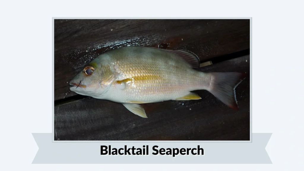 Blacktail Seaperch