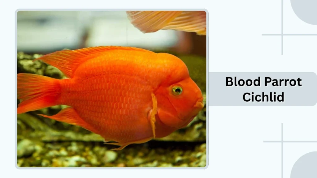 Blood Parrot Cichlid