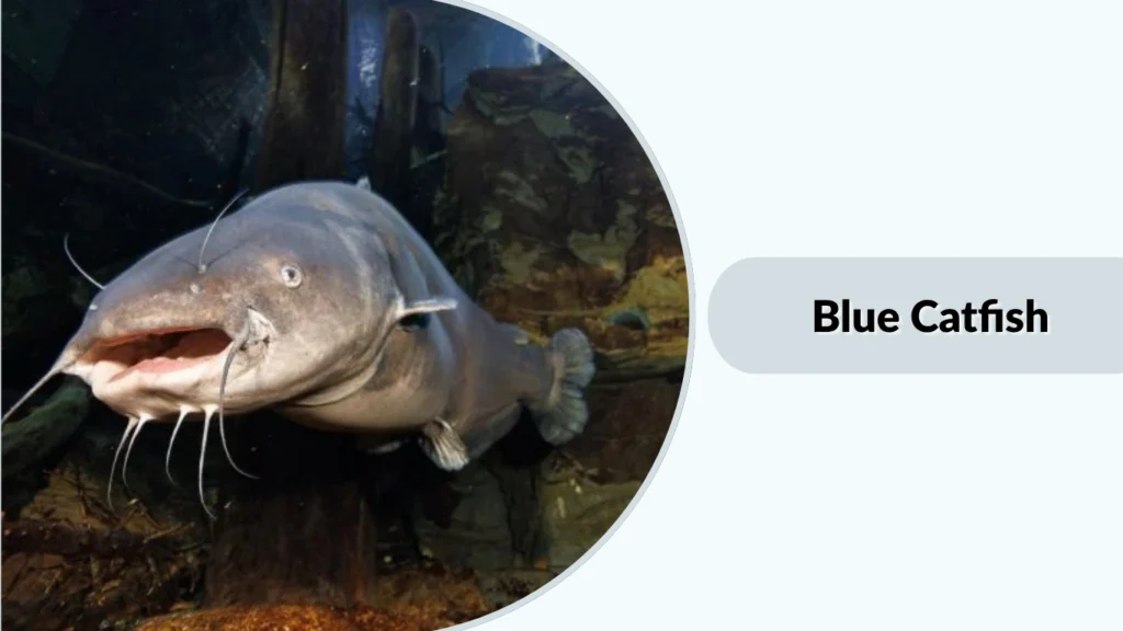 Blue Catfish
