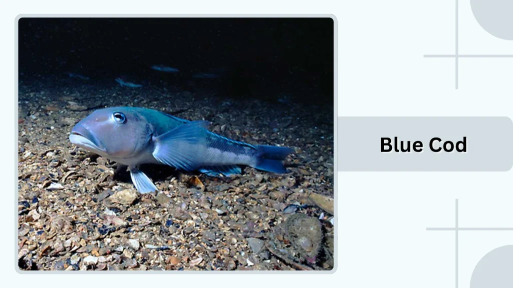 Blue Cod