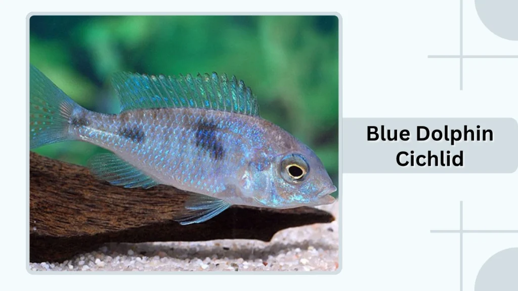 Blue Dolphin Cichlid