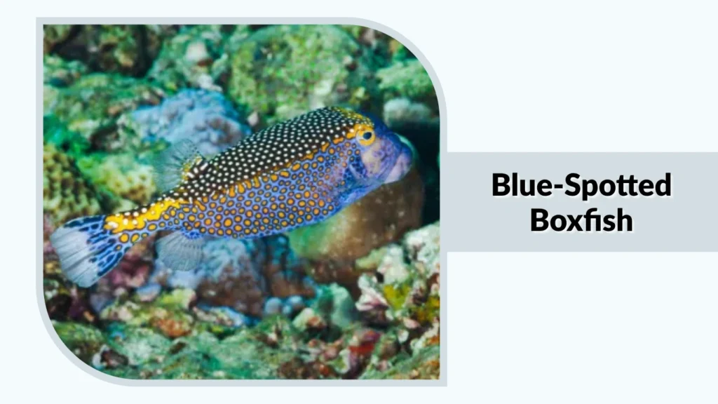 Blue-Spotted Boxfish
