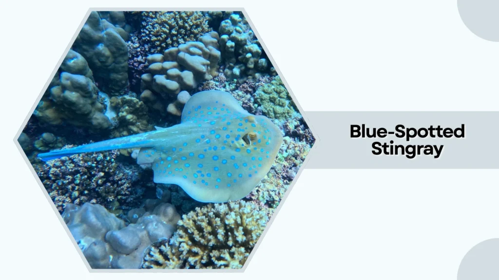 Blue-Spotted Stingray