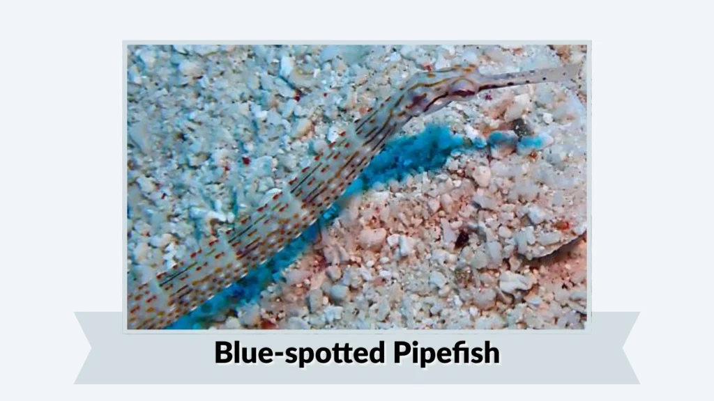 Blue-spotted Pipefish