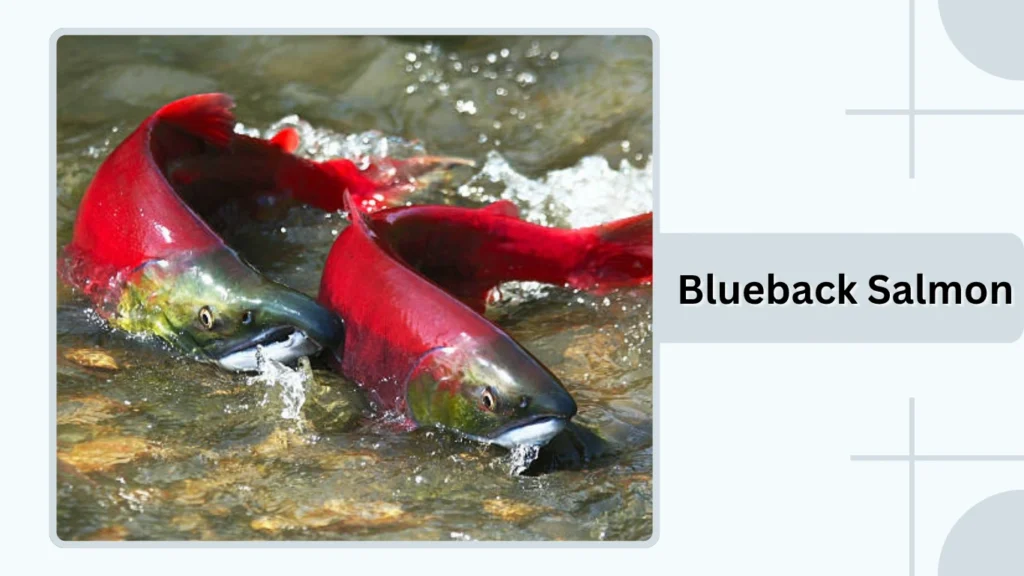 Blueback Salmon