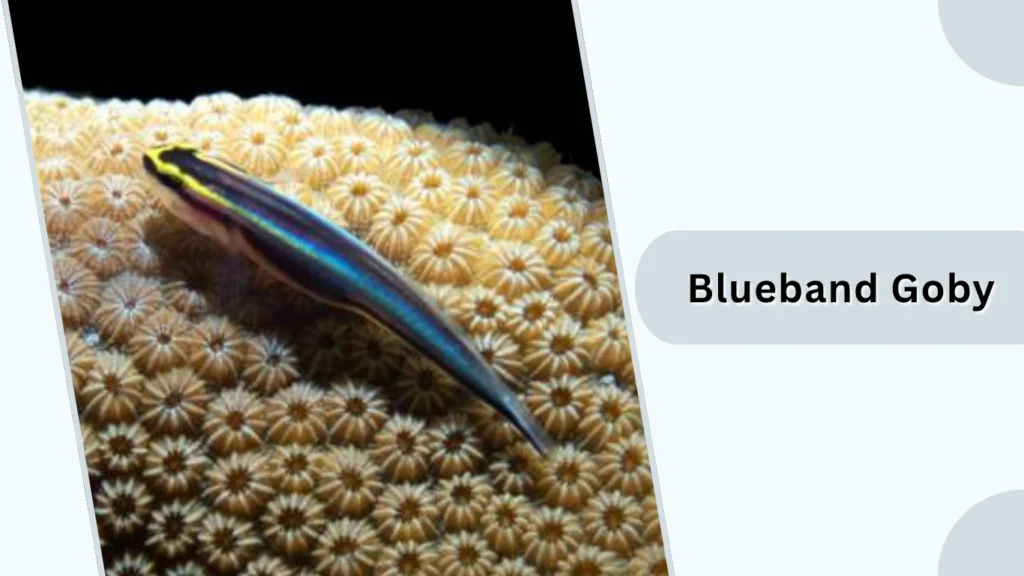 Blueband Goby