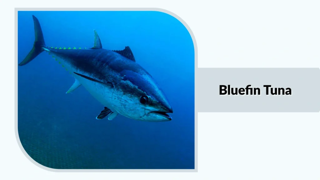 Bluefin Tuna