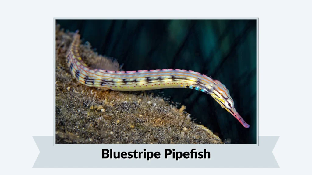 Bluestripe Pipefish