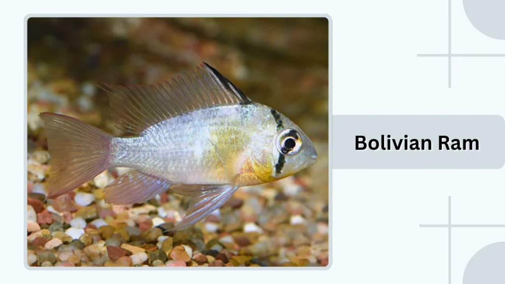 Bolivian Ram