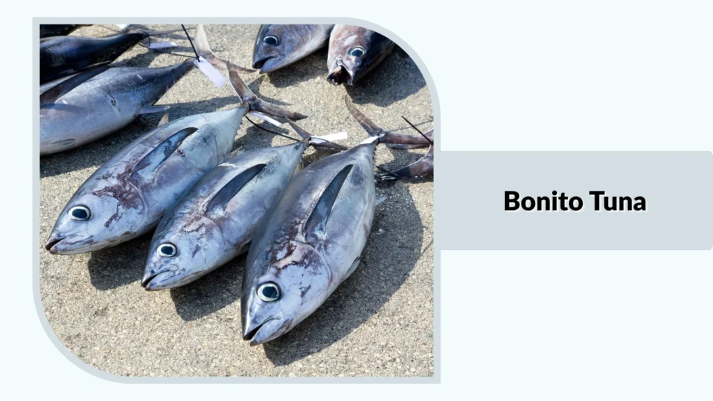 Bonito Tuna