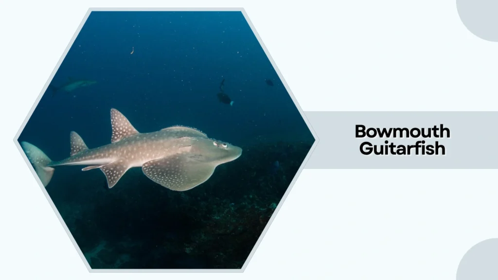 Bowmouth Guitarfish