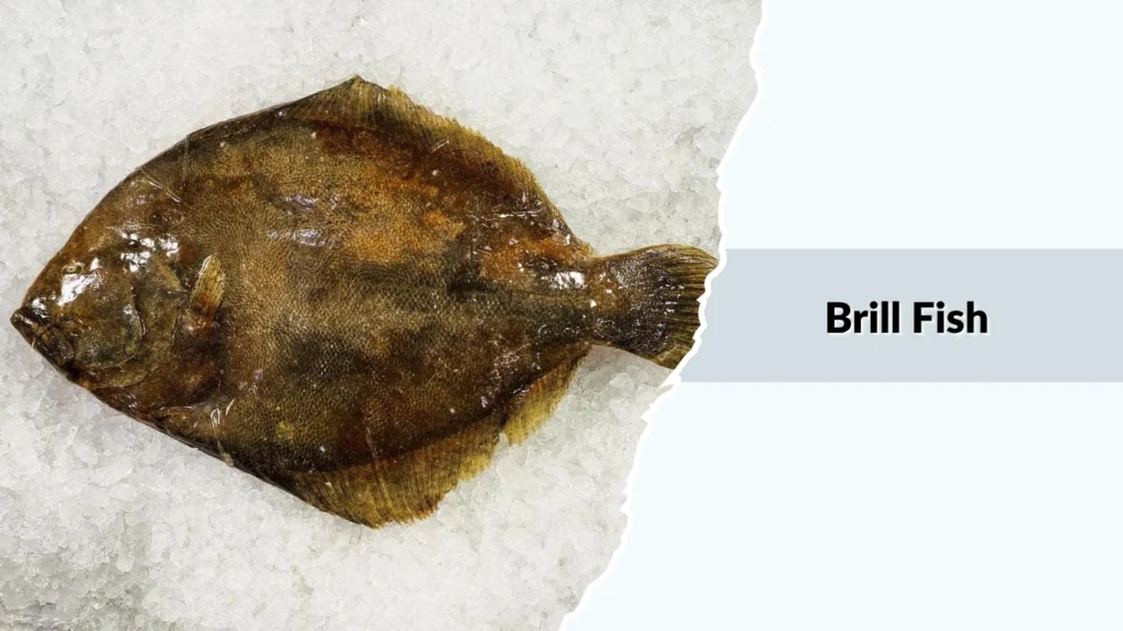 Brill Fish