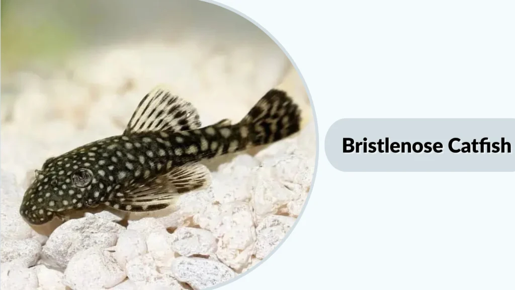 Bristlenose Catfish