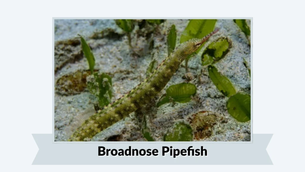 Broadnose Pipefish