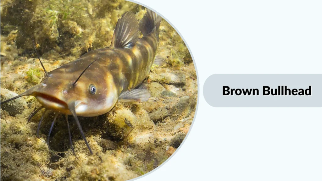 Brown Bullhead