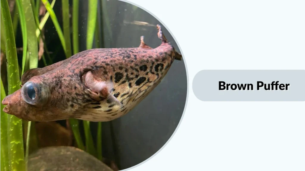 Brown Puffer