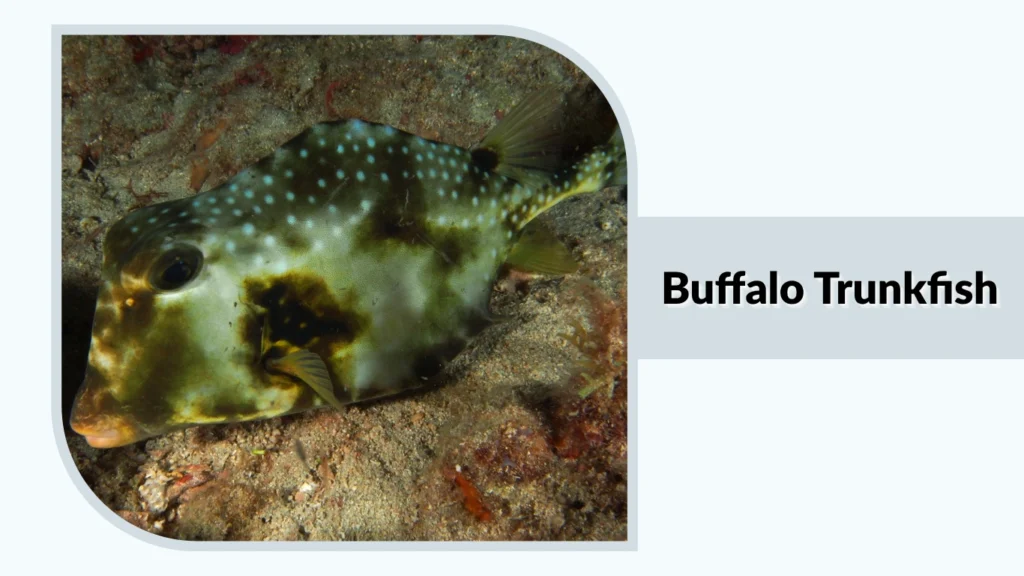 Buffalo Trunkfish